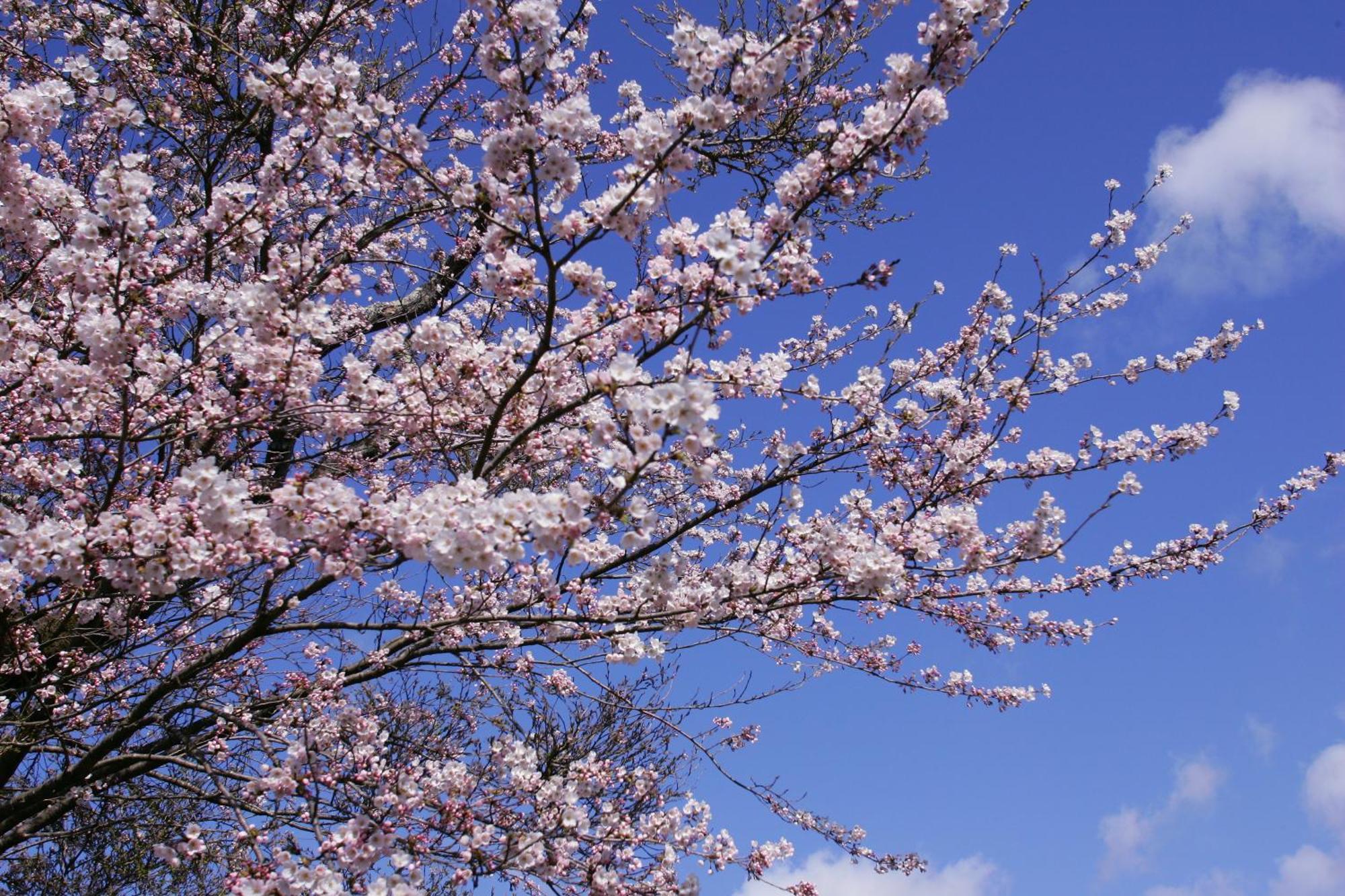 Sakan Sendai Ngoại thất bức ảnh